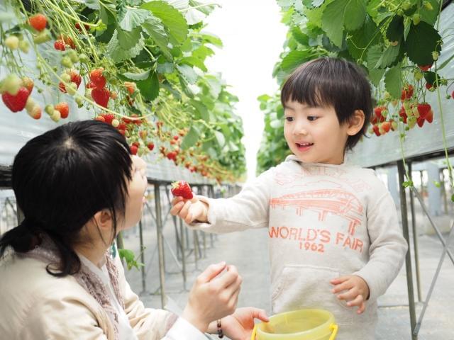 【1日4h以内OK】株式会社ミライエ　関西支店　大阪ほいく部の正...