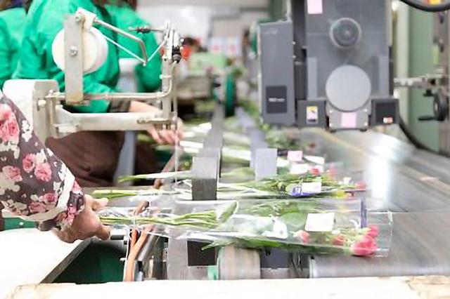 【久御山町】\お花の仕分け・整理などの軽作業/お花の知識や経験不問!日数相談可◎お花の仕分け、他