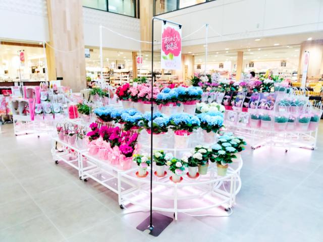 職場は「イトーヨーカ堂加古川店」内の特設コーナー。山電「別府」駅近くで、どなたも通いやすいですよ。