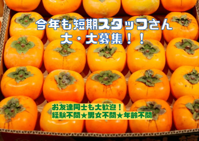 毎年人気の柿の箱詰めライン作業！今年も募集開始！！早いもの勝ち
