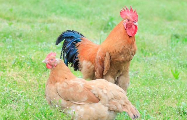 【鶏卵場での軽作業】男性活躍中！入社後に資格取得が可能！1日3h〜、週3日〜OK！軽作業