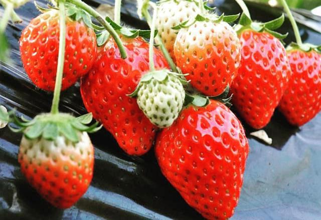 いちごに囲まれた中でのお仕事！
お花や果物などが好きな方には嬉しい職場です。