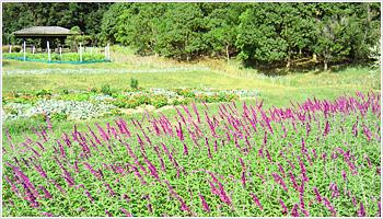 園芸経験がある方優遇いたします。
あなたの経験を活かして活躍してください!