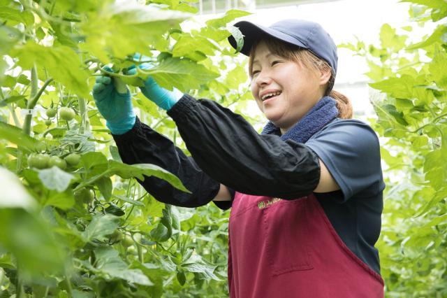 シンプルな作業が中心なので、農業が初めての方でも、すぐに慣れていただけます。