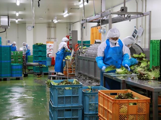 機械での加工・手作業での加工などがあります（包丁のスキルは必要なし）