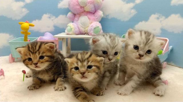 ペットショップスタッフ（アルバイト・パート）/未経験OK/学歴不問/資格・経験不問［1］ペットショップの店舗販売スタッフ
［2］ペットショップの閉店準備スタッフ
［3］ペットショップのトリマー