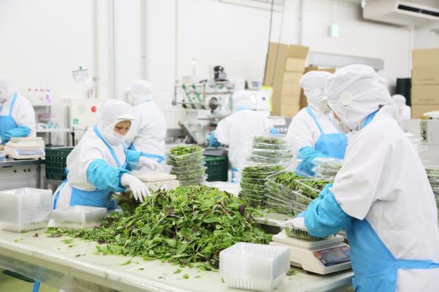 【快適空間での野菜の検品・梱包スタッフ】◆週2日〜OK◎男女不問！勤務開始日応相談！野菜の検品・包装などの軽作業