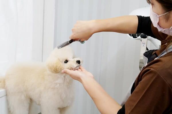 ブリーダーズドッグサロン ココフランシールのアルバイト パート情報 イーアイデム 大阪市西区のその他販売 サービス求人情報 Id A