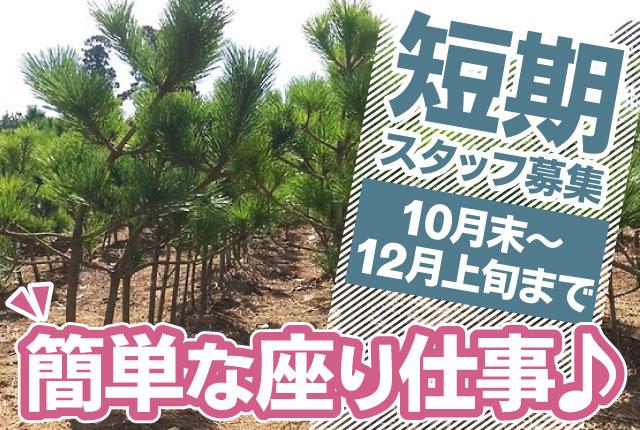 短期スタッフ募集！期間10月末〜12月上旬まで／未経験OK／座り作業中心／幅広い年代の方活躍中！松の管理・出荷作業