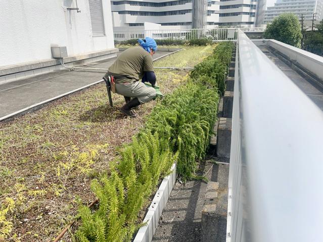 植幸(うえこう）