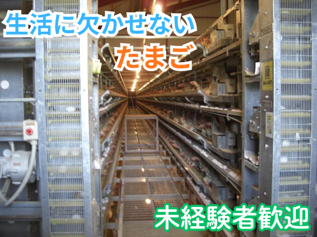 写真は全自動システムにおける鶏舎内部