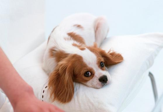 犬猫 お世話に関するアルバイト バイト 求人情報 お仕事探しならイーアイデム