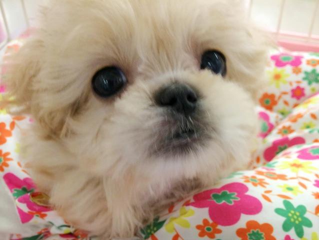 犬猫 お世話に関するアルバイト バイト 求人情報 お仕事探しならイーアイデム