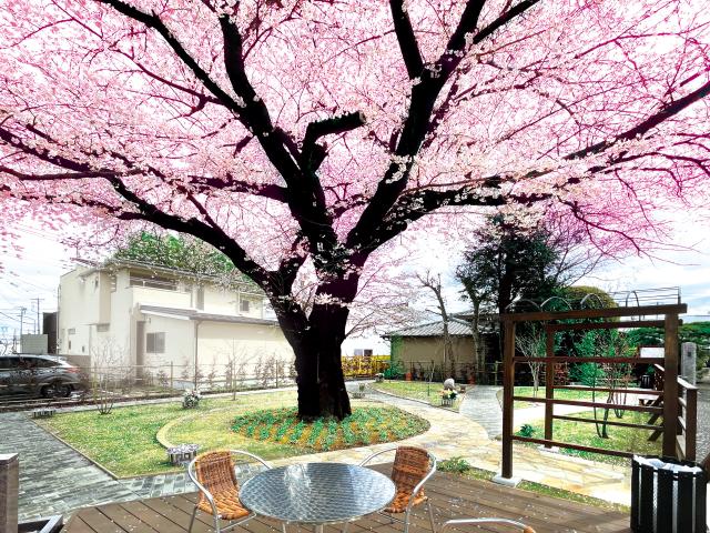田無さくら庭園現地写真