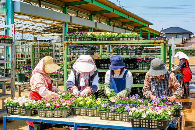 くさ花の植え付け、出荷作業といった花壇苗を育てるお仕事です！　週3日〜4日勤務　中高年の女性活躍中！くさ花の植え付け、出荷作業