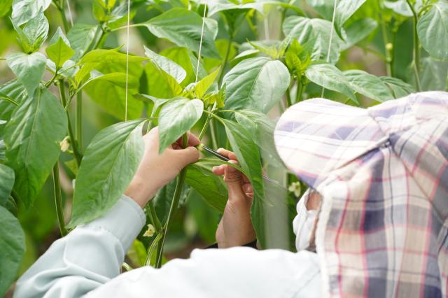 菊川市/野菜や花の商品開発における栽培管理/未経験スタート9割以上!/異業種からの転職歓迎/土日休み野菜・花の商品開発&種子生産現場での栽培管理の補助業務