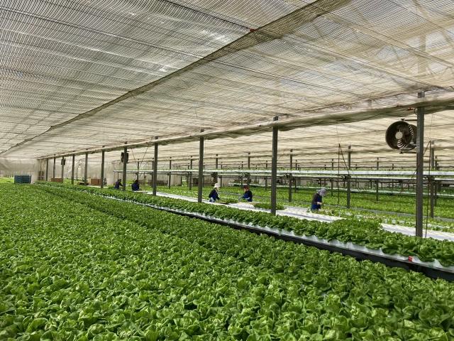 午前中メインで扶養内で働けるお仕事！　女性活躍中　フリーター・主婦（夫）歓迎！　未経験OK野菜の栽培・出荷作業