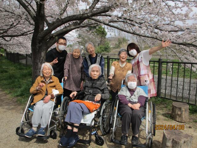 近くに公園があるので、毎年お花見に行っています
