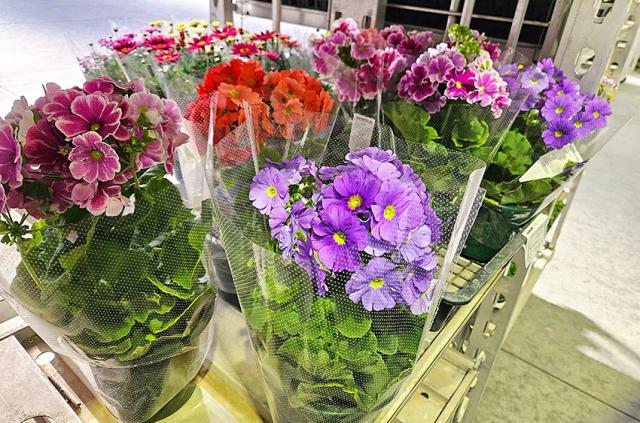 程よく身体を動かせるので、日々の運動代わりにもおすすめです♪