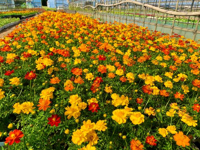 綺麗な草花に囲まれながら働けます♪