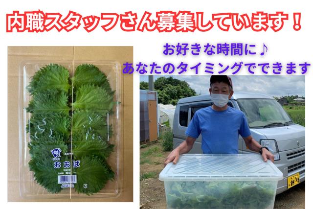 ＜業務委託　ご自宅でできるお仕事です＞手元資金や特別なスキルは不要！　シンプルワークで稼ぎませんか？大葉の結束作業、パック詰め