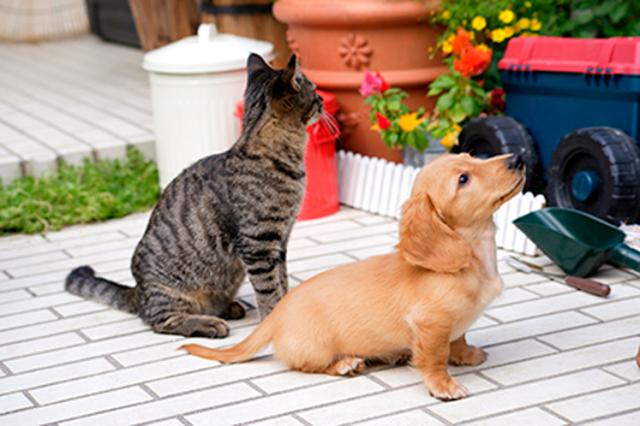 「動物たちと飼い主様のために頑張りたい」そんな思いをカタチにしませんか!
