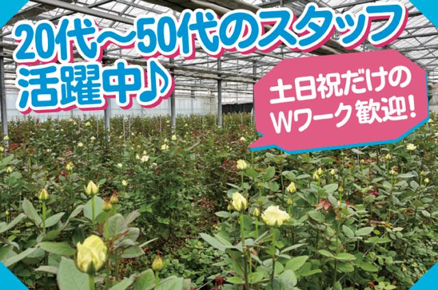 バラの栽培スタッフ／Wワークで土・日・祝のみだけの勤務でも可／空調完備／日曜日は別途出勤手当ありますバラの生産・出荷作業スタッフ、花木の栽培・剪定作業スタッフ