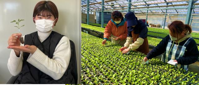 ≪園芸スタッフ≫4月迄の短期　年齢不問　未経験者歓迎　週2日〜、1日3h〜家庭事情に合わせて働ける園芸スタッフ