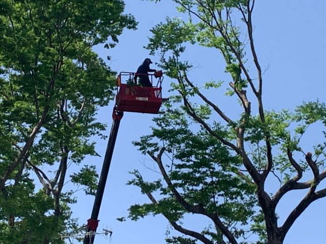 技術を身に付ければ、高所での作業もできるようになります。