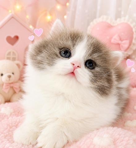 香芝市／猫ちゃんのお世話と管理／特別な経験や資格は必要ナシ／WワークOK猫ちゃんのお世話と管理