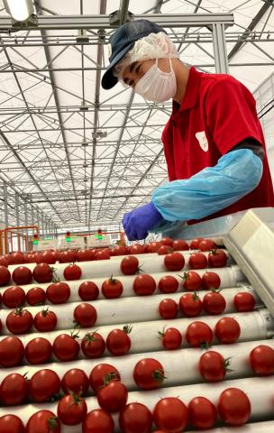 汚れを気にせず働ける土を使わない最先端の農業！
国内最大級のミニトマト生産拠点を目指しています。