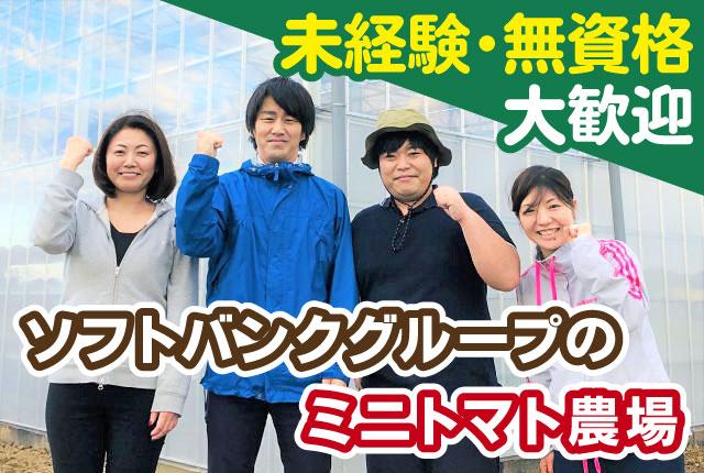 汚れを気にせず働ける土を使わない最先端の農業！
国内最大級のミニトマト生産拠点を目指しています。