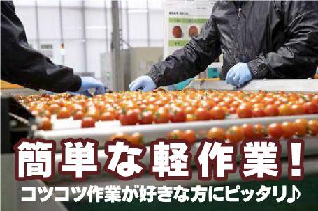 ★選果場での業務の様子です。ベルトコンベアー方式で流れて行くトマトに対して確認等を行います。