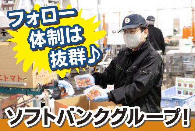 ★土を使わない栽培だから、汚れを気にせず作業できるのもポイントです!