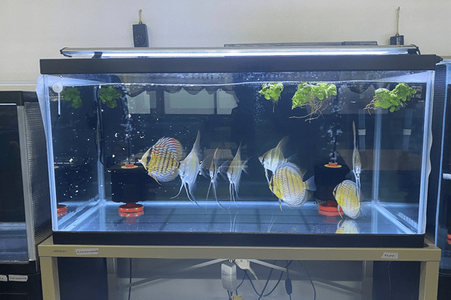送迎や内職のお手伝いの他、メダカの飼育などもお任せします。
生き物が好きならより一層楽しめます◎