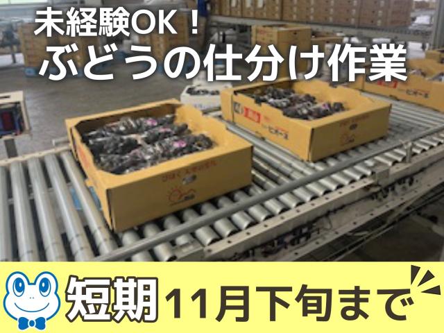 11月下旬まで【短期】バイト◇ぶどうの選果・仕分け◇未経験歓迎のカンタン軽作業！面接時の履歴書不要◎ぶどうの選果補助・仕分け／短期