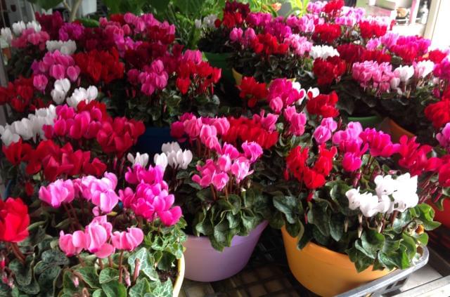 【12月末までの短期＆長期募集！】週2日〜OK！パートさん・学生さん歓迎！お花に囲まれて働けますよ♪お花のアレンジや管理（短期）