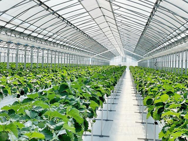 立ったままの作業が可能な高設栽培だから体の負担が少ないのも嬉しいポイント!赤くて美味しい自慢の苺を届けましょう♪