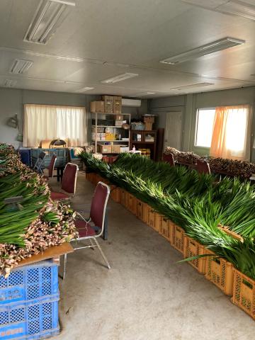 10日間前後の短期スタッフ募集！！葉菖蒲の出荷作業