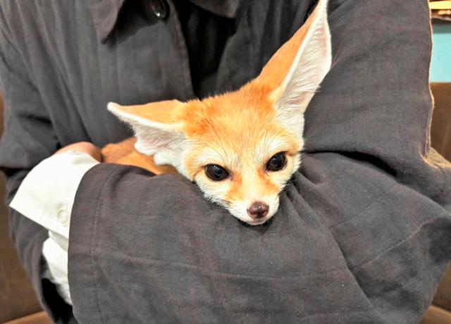 フサオマキザルやショウガラゴ、フクロウ、イグアナなど、いろんな小動物やエキゾチックアニマルと触れ合いながら働ける職場です♪