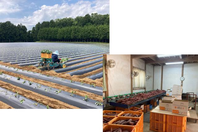 【時給1300円〜】自然の中で体を動かすアクティブワーク　週5日〜　服装自由/手袋支給　正社員採用有さつまいもの植付作業　出荷作業