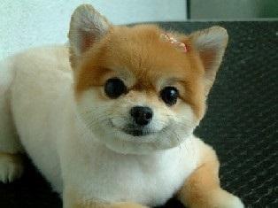 大切な家族の一員であるペットたちに寄り添い、笑顔でサポートしていきましょう！