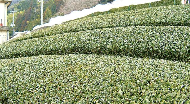 株式会社渡邊製茶工場