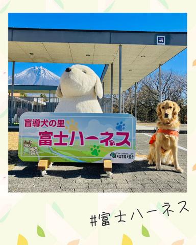 週1日〜2日程度／仮眠可／犬の飼育経験がある方歓迎／盲導犬候補等の夜間飼育盲導犬候補等の夜間飼育スタッフ