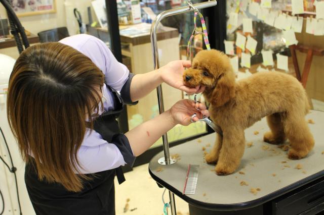 マルエスペット富士見台店の正社員情報 イーアイデム 静岡市駿河区のその他販売 サービス求人情報 Id A