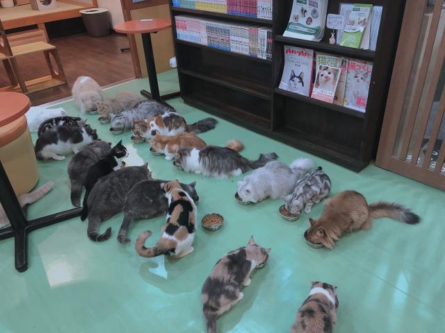 Cat cafe 心猫　（ここね）