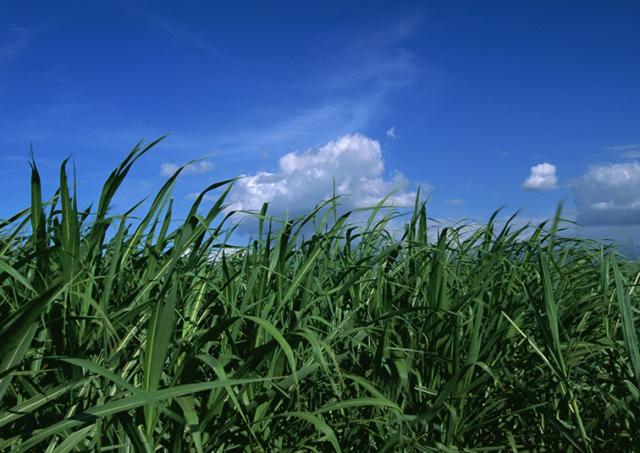 年齢・経験不問／50代・60代のスタッフも活躍中／週3日〜／Wワーク・副業可／未経験可／造園工／職人造園工