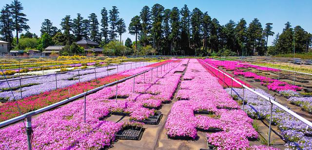 ※正社員の登用制度あります
※午前中だけでの勤務もＯＫ！
※福利厚生として、希望者には宿泊・グルメ・レジャー施設の
優待サービスを受けることができます！

空いた時間を有効活用しませんか？
農場での仕事が初めての方にも丁寧にサポートします！