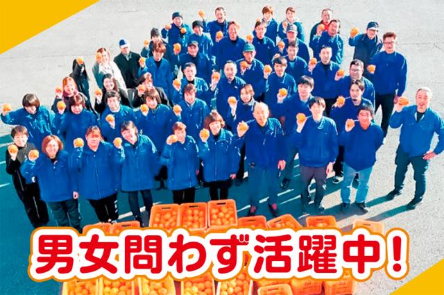 ≪未経験歓迎≫◆期間限定◆10月・11月〜◎構内での軽作業◎みかんの選別などコツコツ作業♪みかんの選別などの軽作業