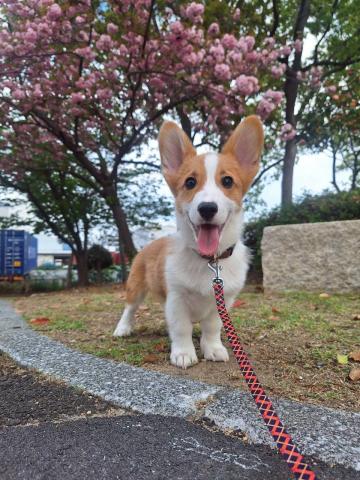 デイサービスの看板犬（コーギー）